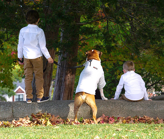 Boys and dog